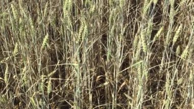 Çok kuraklık kuru alan Kara Buğday Triticum soğanı olgunlaşmamış kulakları ve yaprak ve toprak, kurutma, kaynaklanıyor ile iklim değişikliği, afet ve dünya çatlaklar, bitki ve toprak bozulması için ölüm