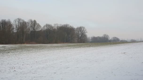 麦田中的冬小麦与 Poodri、保护景观区、欧洲景观农业的小风雪覆盖 — 图库视频影像