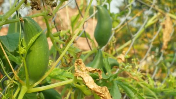 Cyclanthera pedata pantoufle gourde ou farce concombre est un légume cultivé pour ses cultures de fruits immatures et feuilles, plante grimpante est une vigne herbacée cultivée, très savoureux, contient des substances minérales 4K — Video