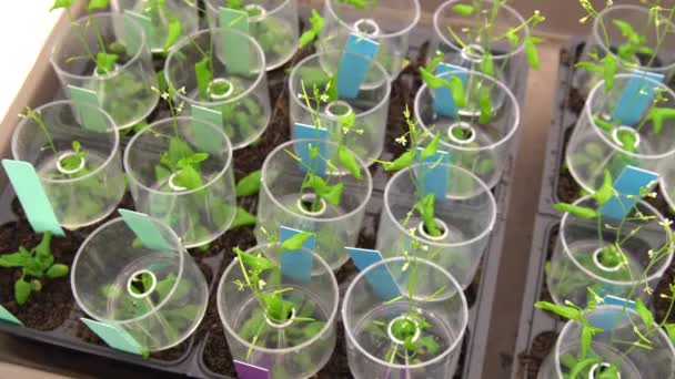 Thale cress and mouse-ear cress or Arabidopsis thaliana is an important model organism plant genetics and molecular biology science, phytotron cultivation growth, nutrient box, growth chamber — Stock Video