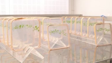Thale tere ve fare-kulak cress, Arabidopsis thaliana olduğunu bir önemli model organizma bitki genetik ve Moleküler Biyoloji Bilimleri, phytotron ekimi büyüme, plastik besin kutu, büyüme odası