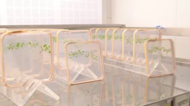 Thale tere ve fare-kulak cress, Arabidopsis thaliana olduğunu bir önemli model organizma bitki genetik ve Moleküler Biyoloji Bilimleri, phytotron ekimi büyüme, plastik besin kutu, büyüme odası