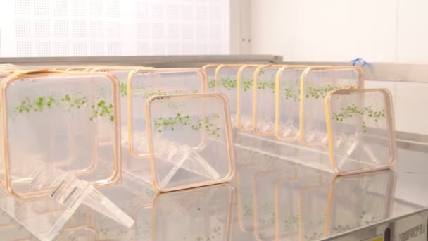 Thale agrião e rato-orelha agrião, Arabidopsis thaliana é um organismo modelo importante genética vegetal e biologia molecular ciência, crescimento do cultivo de fitotron, caixa de nutrientes de plástico, câmara de crescimento — Vídeo de Stock