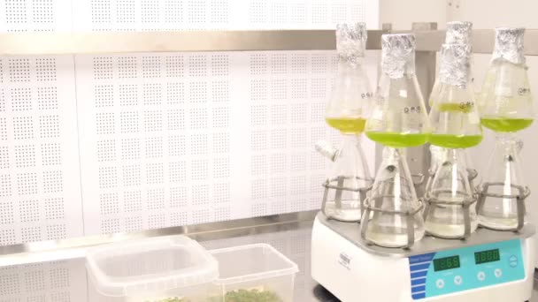 츠, 체코 공화국, 2018 년 10 월 3 일: 저장, 산소 및 실험실 샘플 준비 원기 유채과 야채 식물 이며 마우스 귀 유채과 야채 또는 애기 thaliana 모델 공장, buttles 튜브 — 비디오