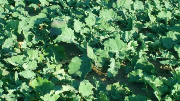 Colza oléagineux Brassica détail d'hiver pour la fertilisation verte champ de paillis et la nutrition du sol pour les cultures et l'élevage d'engrais verts bio, important pour la production agricole, agriculture de couverture — Video