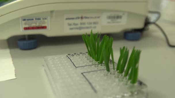 OLOMOUC, CZECH REPUBLIC, OCTOBER 3, 2018: Scientific research laboratory of plant phytohormones, scientist science prepares samples of wheat and weighs and tweezers then adds to cytokinin solution — Stock Video