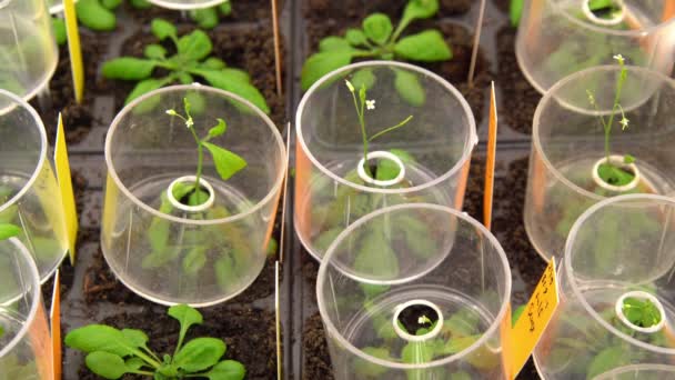 츠, 체코 공화국, 2018 년 10 월 3 일: Thale 유채과 야채와 마우스 귀 유채과 야채 또는 애기 thaliana는 중요 한 모형 유기 체 식물 유전학, 분자 생물학 과학, phytotron 재배 성장 — 비디오