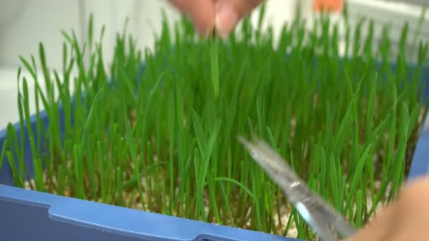 OLOMOUC, CZECH REPUBLIC, OCTOBER 3, 2018: Scientific research laboratory of plant phytohormones, scientist prepares samples of wheat common Triticum aestivum shearing with scissors for weighing — Stock Video