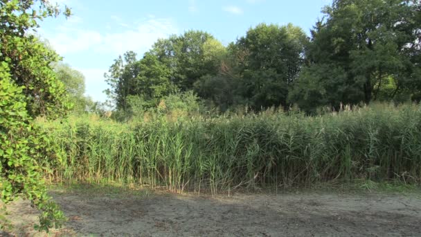 Zeer droogte wetland, swamp en vijver opdrogen van de bodem, de klimaatverandering, de milieuramp, dood voor de dieren, aantasting van het droge, gebrek aan water, verwoestijning, reed in de bodem voorkomende riet — Stockvideo