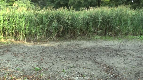 Засушливые Водно Болотные Угодья Болота Пруд Высыхающие Почвы Изменение Климата — стоковое видео