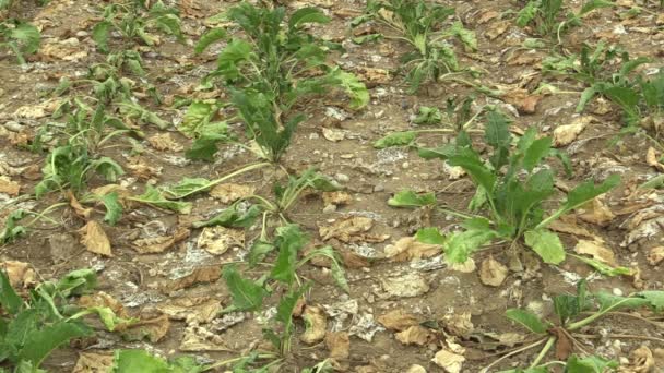 Mycket torka torr fältet mark med betor socker Beta vulgaris altissima, torkning upp jorden, klimatförändringar, miljökatastrof, döden för växter och djur, markförstöring, ökenspridning — Stockvideo