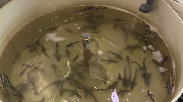 Small Breeding Sturgeon Shortnose Acipenser Brevirostrumin Rescue Hatchery Farming Germplasm — Stock Video