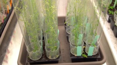 Thale tere ve fare-kulak cress veya Arabidopsis thaliana önemli model organizma bitki genetik ve Moleküler Biyoloji Bilimleri, phytotron ekimi büyüme, besin kutusu, büyüme odası,