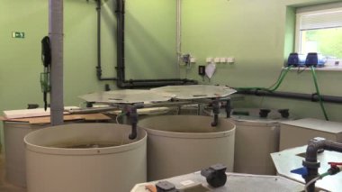 Küçük doğurmak mersin balığı shortnose Acipenser brevirostrumin kurtarma kuluçka tarım, genetik materyaller ve genofound koruma balık ve doğa, üreme için gelecekteki koruma, özel küvet ve KDV