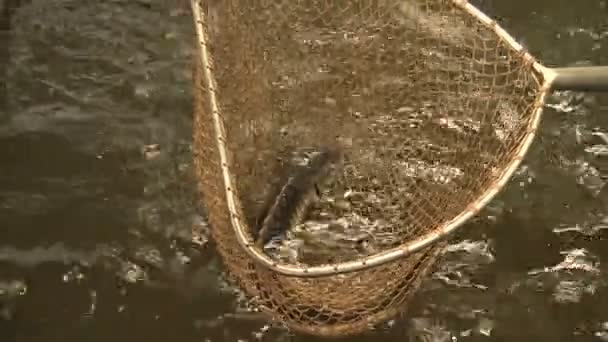 Acipenser gueldenstaedtii Russian diamond sturgeon fish water breeding in the rescue and conservation fauna, fly fishing net fish landing and mesh catch release, endangered aquatic animal, Europe — Stock Video