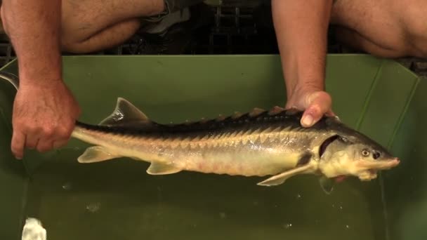 Acipenser gueldenstaedtii Russian diamond sturgeon fish water breeding in the rescue and conservation fauna, protection of the nature, gene pool, endangered aquatic animal in hand, Europa — Vídeo de Stock
