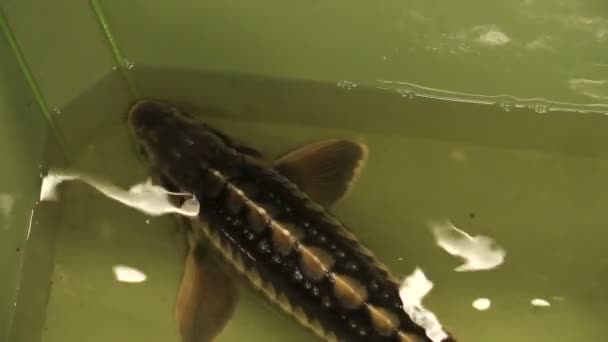 Acipenser gueldenstaedtii Russian diamond sturgeon fish water breeding in the rescue and conservation fauna, protection of the nature, gene pool, endangered aquatic animal in the bath, Europe — Stock Video