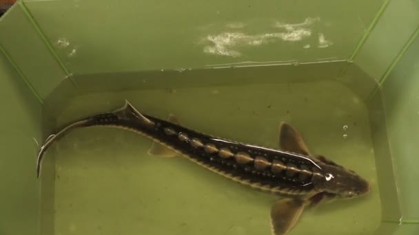 Acipenser gueldenstaedtii ryska diamond sturgeon fisk vatten avel i räddnings- och bevarande fauna, skydd av naturen, genpool, utrotningshotade vattenlevande djur i badet, Europa — Stockvideo