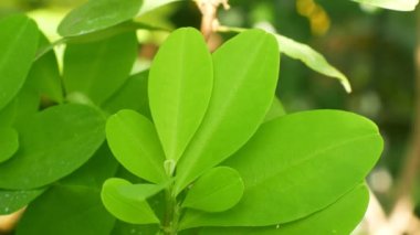 Erythroxylum coca, bir tropikal sera, yaprak ve yaprak yeşil, bilim araştırma, bir saksı coca çalı bitki Olgun kırmızı meyve, ayıklama alkoloidler, Güney Amerika