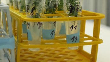 Doku araştırma bilim adamı tıbbi bitkilerin tıbbi amaçlar, şişe tüp testi büyüme odası vitro klon, laboratuvar genetik phytotron, ekimi büyüme, besin agar kutusu, biyoteknoloji