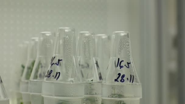 Orvosi kutató növények szövet gyógyászati célokra, üveg cső növekedés tesztkamrában in vitro klón, laboratóriumi genetikai fitotron, termeltetési növekedése, tápanyag agar doboz, biotechnológia — Stock videók