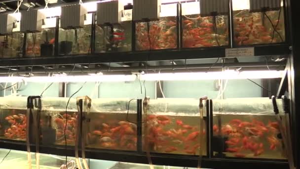 VODNANY, CZECH REPUBLIC, SEPTEMBER 20, 2018: goldfish golden carassius auratus in aquarium oxygenated water and white form, laboratory breeding for genofond, ornamental fish, Asia China — Stock Video