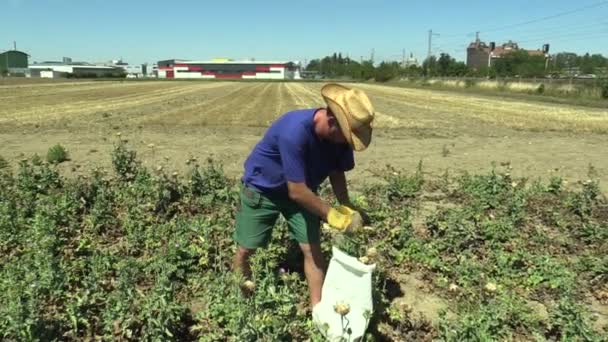 BRNO, REPUBBLICA CECA, 21 AGOSTO 2018: Il cardo mariano Silybum marianum o cardus marianus erba curativa, uomo contadino che raccoglie frutta matura in sacchetto, raccolto agricolo — Video Stock