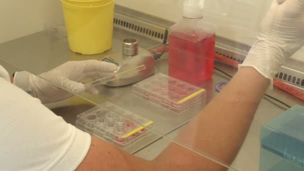 CESKE BUDEJOVICE, REPÚBLICA CHECA, 2 DE SEPTIEMBRE DE 2018: Pipeteo de laboratorio de especímenes en muestreador de tubos, gabinetes de seguridad biológica de clase campanas de filtrado sin conductos, bacterias de investigación científica — Vídeos de Stock