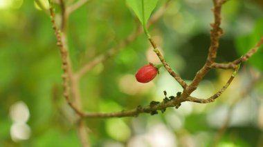 Erythroxylum coca, tropikal bir sera, bilim araştırma, bir saksı coca çalı bitki Olgun kırmızı meyve, yaprak ve yaprak yeşil, ayıklama alkoloidler, Güney Amerika