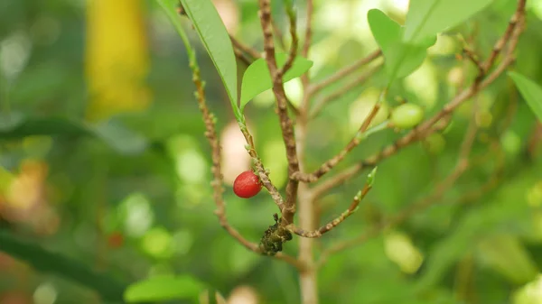 Erythroxylum coca, arbusto de coca en una maceta en un invernadero tropical, investigación científica, planta madura fruta roja, hojas y hojas verdes, alcaloides de extracción, América del Sur —  Fotos de Stock