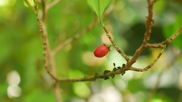 Erythroxylum coca, coca bush in a flowerpot in a tropical greenhouse, science research, plant ripe red fruit, leaf and leaves green, extraction alkaloids, South America — Stock Photo, Image