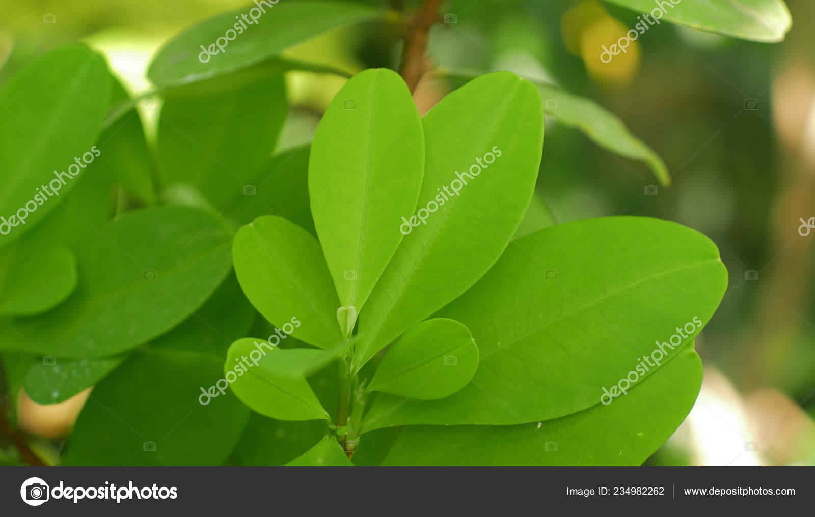 Eritroxfilo coca, arbusto de coca em vaso em estufa tropical, folha e