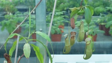 Nepenthes mirabilis, ortak bataklık atıcı bitki, böcek yem sindirim enzimi içeren sıvı, üst sürahi, tropikal sera yetiştiriciliği ile içine çeken tropikal etçil bitki