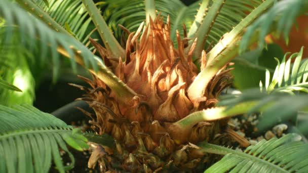 热带温室与 cycads 和 cycads 和其他植物与森林和热带雨林附近赤道, 最著名的 cycads 种类是 cycads 革命, sago 棕榈, 国王 sago, genofond cycads — 图库视频影像