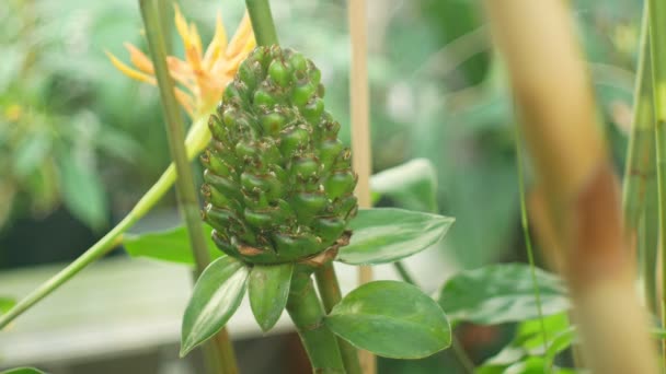 Tropiska ingefära Hedychium från Borneo, innan blommande växt vars rhizom och rot, blomma av vackra vita blomma blommar, växthusodling att bevara genofond — Stockvideo