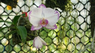 Phalaenopsis orkide güve beyaz pembe veya Phal, cins Phalaenopsis çiçek tesisleri bir serada yetiştirilen çiçek, birçok yapay melez, ağırlıklı olarak epifitik doğal olarak Asya, gelişimi