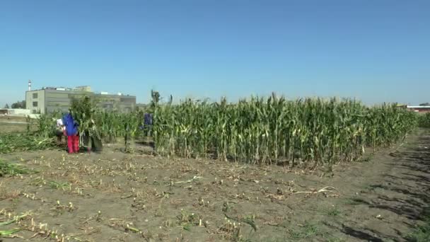 OLOMOUC, CZECH REPUBLIC, SEPTEMBER 2, 2018: Harvesting maize corn manually with a machete in the field with laborers and changers, organic bio farming farm. time lapse — Stok video