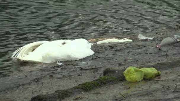 Olomouc, Tsjechische Republiek, 19 december 2018: Dead Mute Swan Cygnus olor Bird op de rivierwater Morava met vuilnis plastic flessen met vuil overdracht van ziekten en infecties van de vogelgriep — Stockvideo