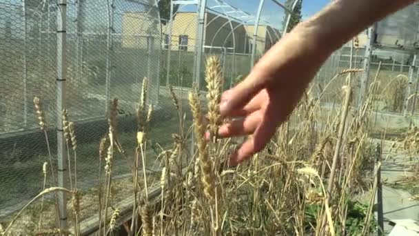 OLOMOUC, CZECH REPUBLIC, SEPTEMBER 2, 2018: Young scientist woman harvesting wheat and grain wheat for scientific research on genetics, open top chambers, she cuts with the scissors class ear — Stock Video