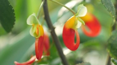 Tropikal Afrika ortak adı Kongo Kakadu bloom, sadece papağan bitki veya papağan Impatiens niamniamensis sadece papağan, gölgeli ve bushlands ve sera yağmur