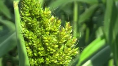 Sorgum detay Mısır ürünleri tahıl yakın çekim alanında Sorgum iki renkli bio, bir tarım bitkisi yeşil, tahıl un üretimi olarak yetiştirilen ve yem ve teknik amaçlar için, Afrika