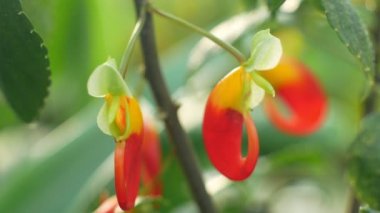 Sadece tropikal Afrika ortak adı Kongo Kakadu çiçek, bitki sadece papağan veya Impatiens papağan papağan, Kamerun büyür içinde nemli, gölgeli ve yağmur bushlands ve sera