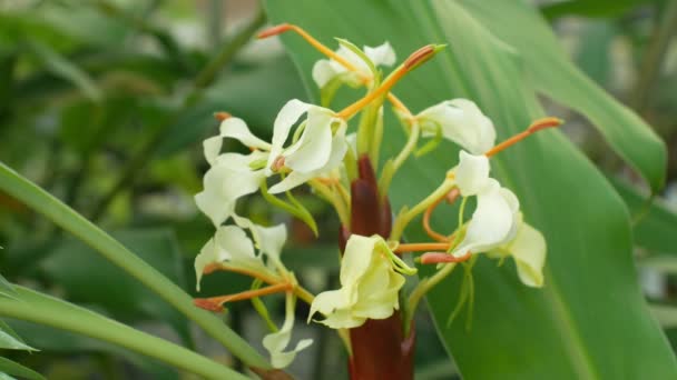 Тропический имбирь Гедихий с Борнео, цветущее растение, корневище и корень которого, цветок красивого белого цветка, парниковое выращивание, чтобы сохранить генофонд — стоковое видео