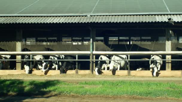 Dojnice, krmení ve stodole, krávy jedí vysoce kvalitní kukuřičné siláže krmit, kravín je moderní a ne zděná, Holstein Friesian skotu plemene mléko, holštýnských krav v Severní Americe, termín Friesians ve Velké Británii — Stock video