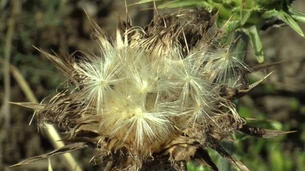 Cardus marianus planta cardo mariano hierba curativa Silybum marianum, en una inflorescencia seca con frutas, utilizado en la curación farmacéutica y popular, espinas afiladas flor de inflorescencia roja púrpura Europa — Vídeo de stock