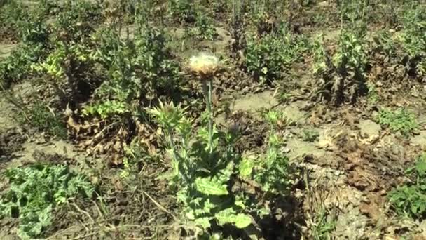 Plantera mjölk tistel Silybum marianum eller cardus hjälpa helande ört i fältet i en torr blomställning med frukt och blomma blomma, används inom läkemedels- och folkmusik healing, vassa törnen — Stockvideo