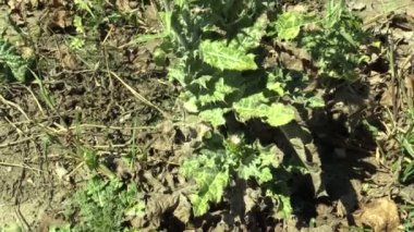 Cardus marianus bitki süt thistle Silybum marianum şifa bitki alan, meyve ve çiçek çiçek, kullanılan ilaç ve şifa, halk ile kuru önümüzdeki içinde keskin dikenler