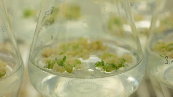 생명 공학 phytotron 실험실, 연구 의료 식물 보 리 및 병 튜브 테스트 성장 챔버 생체 외에서 약용 목적 Hordeum vulgare 복제 문화, 재배 성장 과학 — 비디오