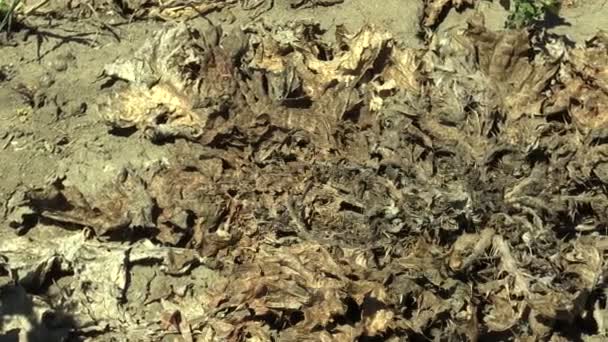 Cardus marianus sehr trockenes Trockenland mit Pflanzenmilchdistel Silybum marianum trocknet den Boden rissig aus, Klimawandel, Umweltkatastrophe und Erdrisse, Tod für Pflanzen — Stockvideo