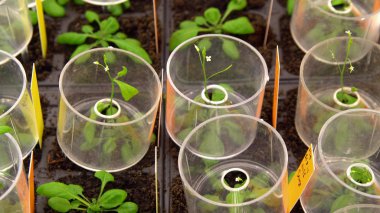 Thale cress Arabidopsis thaliana deneysel, model laboratuvar phytotron ekimi, besin kutusu, büyüme odası, iddiasız ve kısa ömürlü, nükleer genom için kısa oluşturma süresi vardır